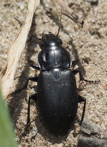 Poecilus punctulatus
