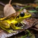 Eastern Stony-creek Frog - Photo (c) ben_revell, all rights reserved