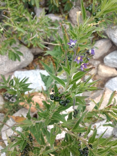 Solanum endoadenium