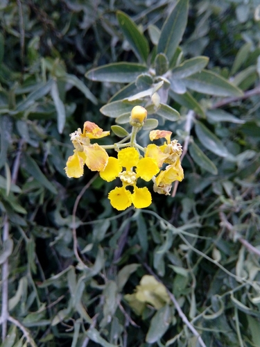 Yellow Butterfly Vine