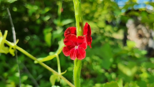 Stachytarpheta sessilis