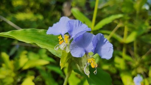 Common Dayflower