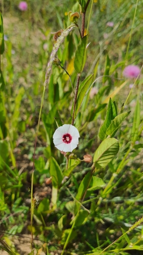 Jacquemontia gracillima