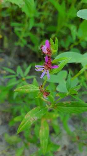 Cuphea campestris