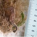 Observation photo