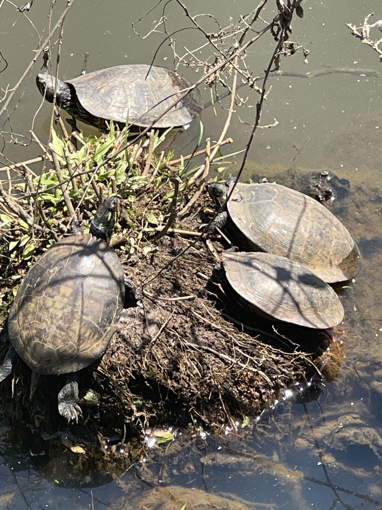 Deirochelyine Turtles from Centennial Park, Bowie, MD, US on April 27 ...