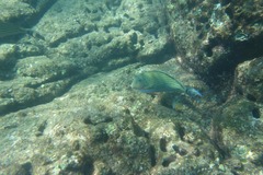 Striped surgeonfish