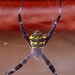 Argiope modesta - Photo (c) LUPRA, all rights reserved, uploaded by LUPRA