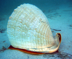 Emperor Helmet Snail