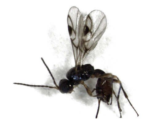 Cryptoxilos