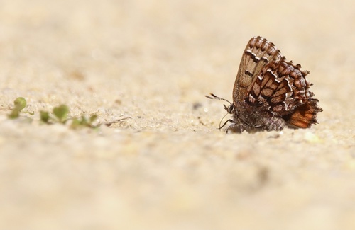 Eastern Pine Elfin