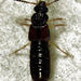 Spiny-legged Rove Beetles - Photo (c) Stephen Thorpe, all rights reserved, uploaded by Stephen Thorpe