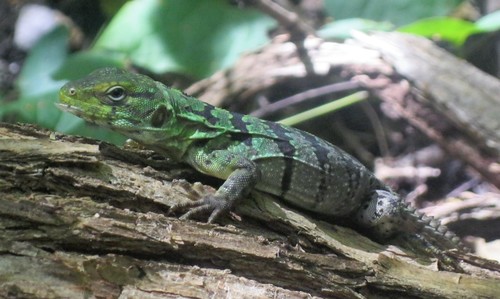 Oaxacan Spiny-tailed Iguana