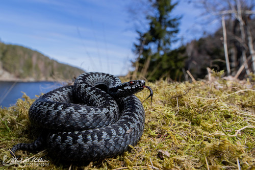 Adder