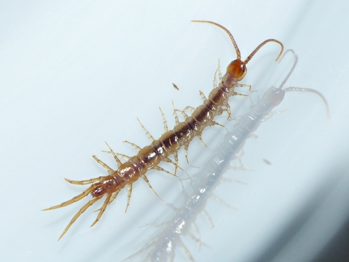 Lithobius Lusitanus · Inaturalist