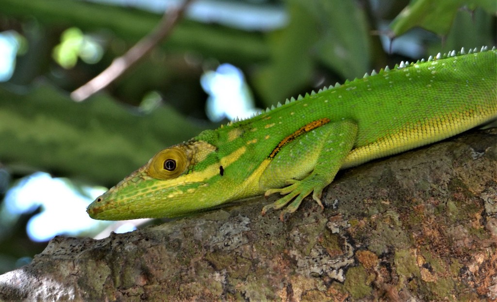 Baracoa Anole