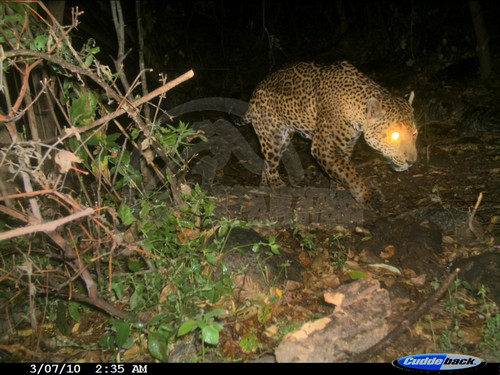 Jaguar