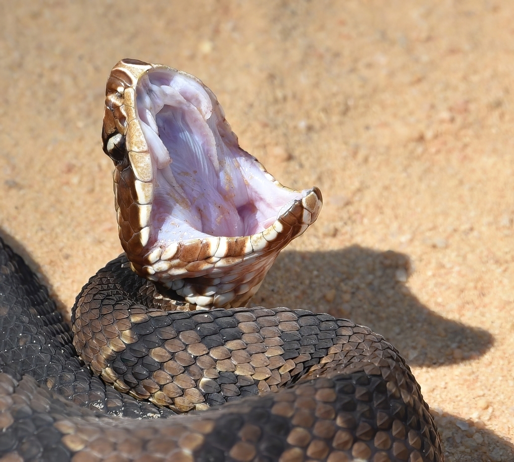 Florida Cottonmouth From Walton County, FL, USA On April 26, 2021 At 11 ...