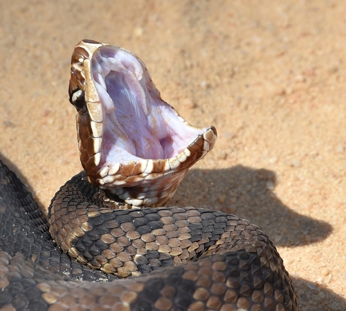Florida Cottonmouth