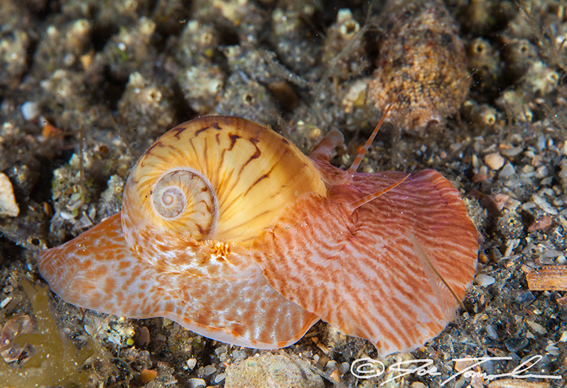 Colorful Moon Snail from Riviera Beach, FL, USA on May 27, 2014 at 02