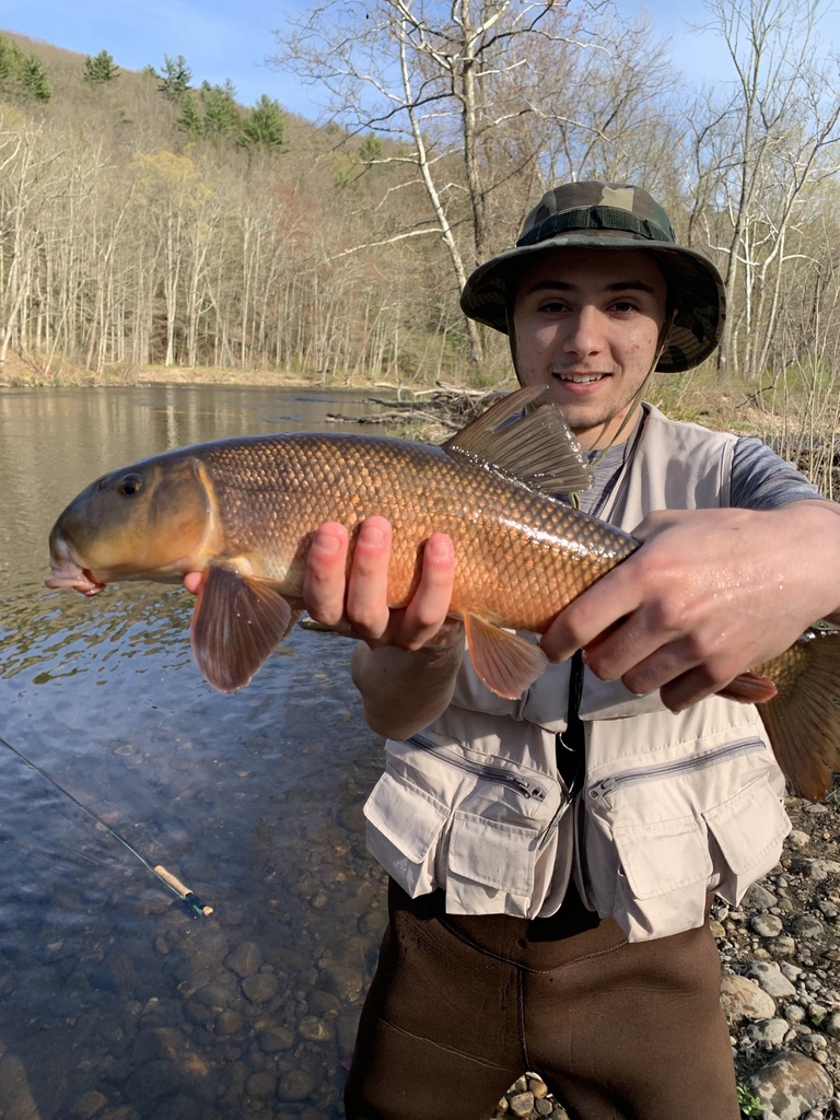 White Sucker from West Branch Farmington River, New Hartford, CT, US on ...