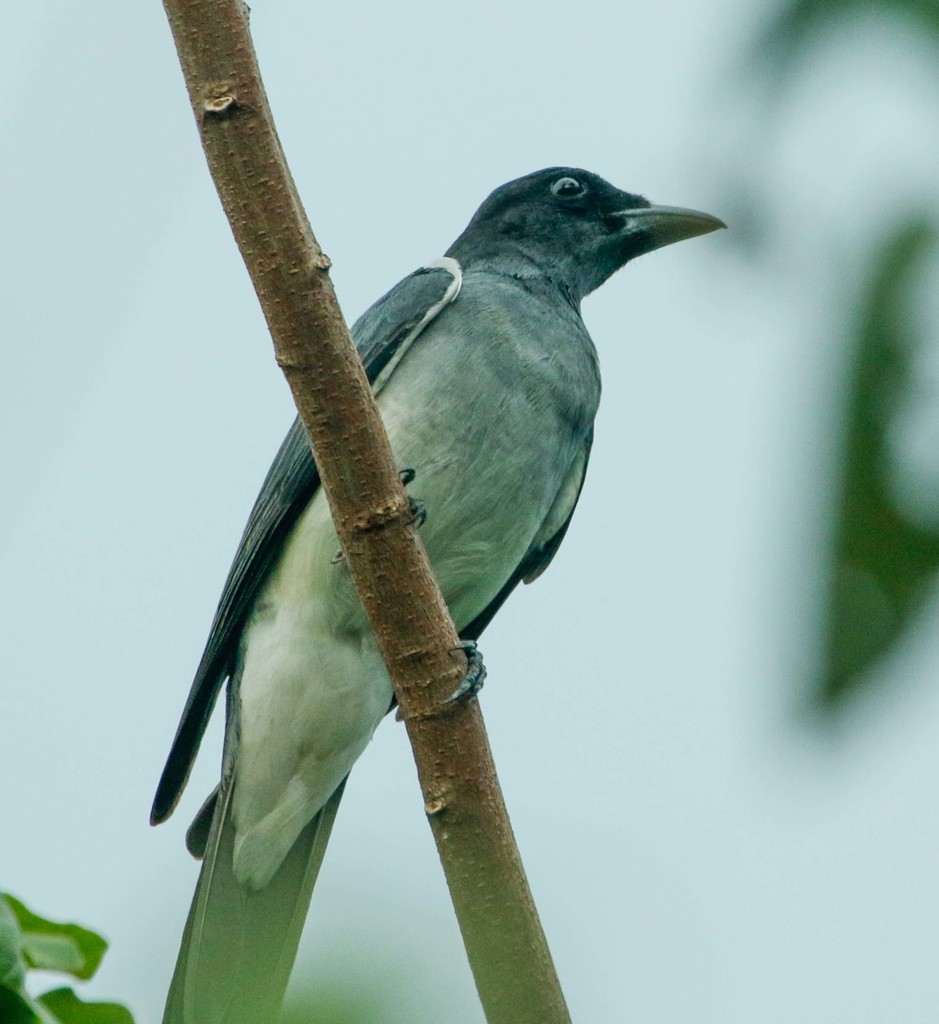 Moluccan Cuckooshrike (Coracina atriceps) photo