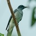 Moluccan Cuckooshrike - Photo (c) Thomas A. Driscoll, all rights reserved, uploaded by Thomas A. Driscoll