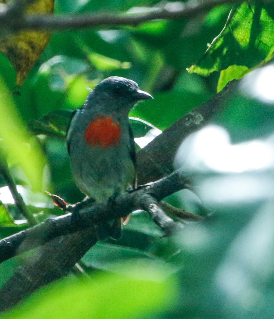 Halmahera Flowerpecker photo