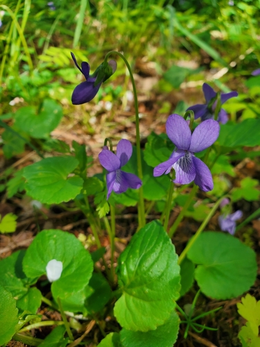 Howell's violet (Viola howellii)