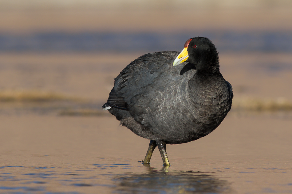 Slate-colored Coot (Fulica ardesiaca) photo
