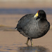 Slate-colored Coot - Photo (c) Jorge Schlemmer, all rights reserved