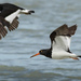 Magellanic Oystercatcher - Photo (c) Jorge Schlemmer, all rights reserved