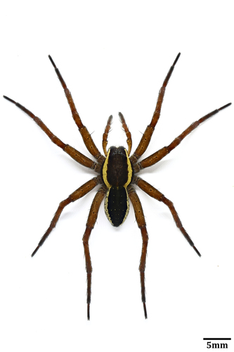 Raft Spider