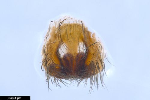 Raft Spider