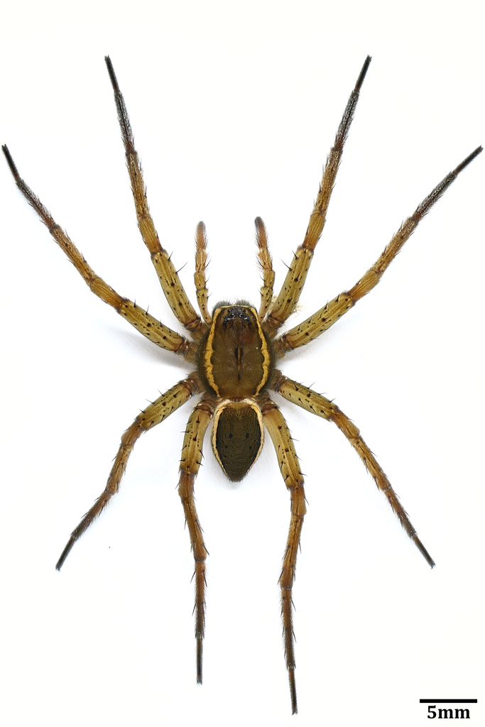 Fishing Spiders (Genus Dolomedes) · iNaturalist