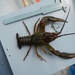 Tennessee Bottlebrush Crayfish - Photo (c) Eddie Gordon, all rights reserved, uploaded by Eddie Gordon