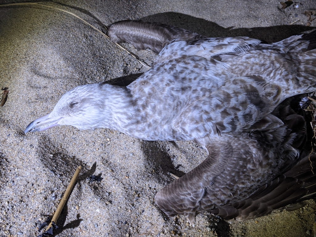 Herring Gull from Biddeford, ME 04005, USA on April 26, 2021 at 1150