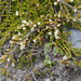Dracophyllum pronum - Photo (c) David Lyttle, todos os direitos reservados, uploaded by David Lyttle