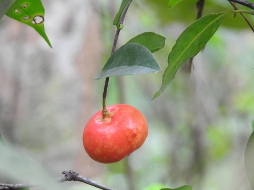Rupohi Thekera (Garcinia lanceifolia)