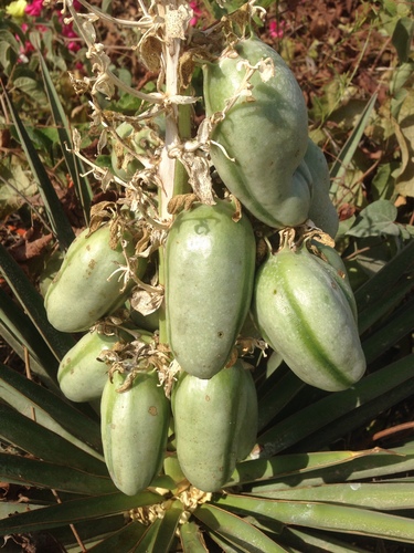 Cape Region yucca