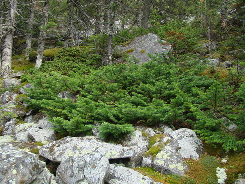 Siberian fir