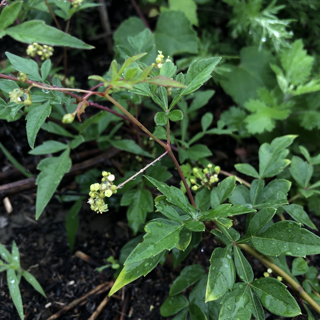 Ampelopsis japonica (Ampelopsis japonica)