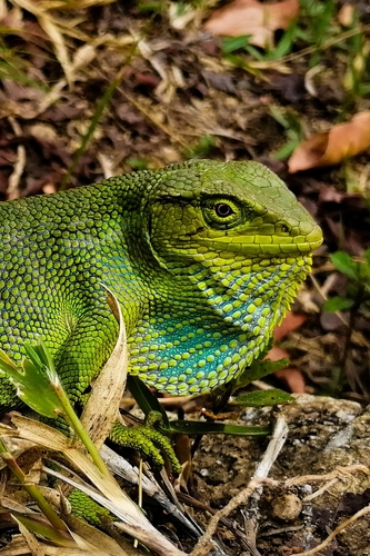 Polychrus