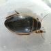 Harris's Diving Beetle - Photo (c) Rebecca McCluskey, all rights reserved, uploaded by Rebecca McCluskey