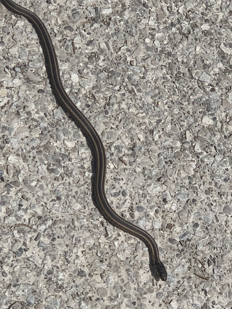 Eastern Garter Snake from Cuyahoga Valley National Park, Summit County ...