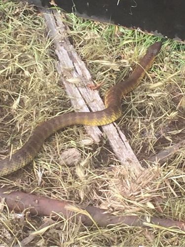 Eastern Tiger Snake sighting
