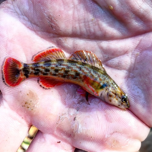 Redline Darter