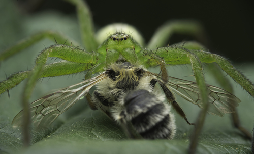Green Huntsman Spider