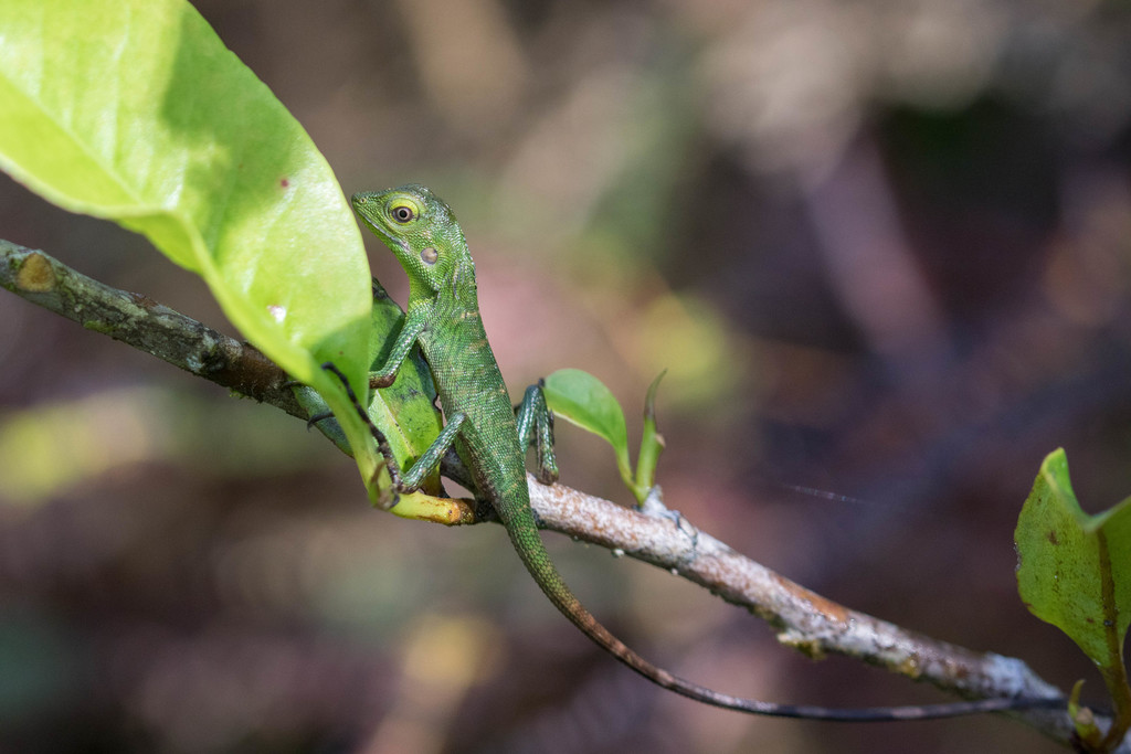 Green Crested Lizard from Central Halmahera Regency, North Maluku ...