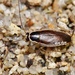 Blattella singularis - Photo 由 豆豆 所上傳的 (c) 豆豆，保留所有權利